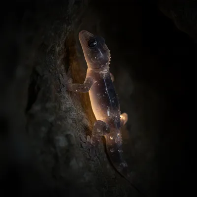 Crystal Shadow Gecko
