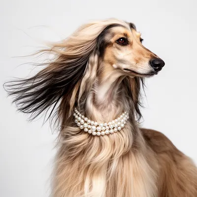 Glamour Hound