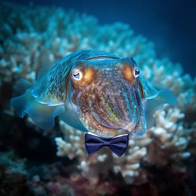 Dapper Cuttlefish