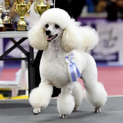 Show Poodle Champion