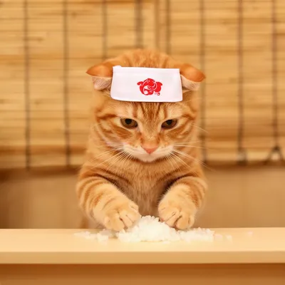 Sushi Chef Tabby