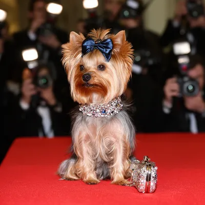 Glamour Yorkie
